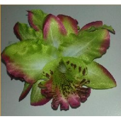 Hrblomst Hawaii Tema