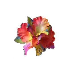 Hrblomst Hawaii Tema