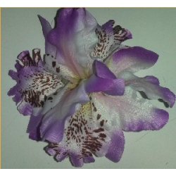 Hrblomst Hawaii Tema