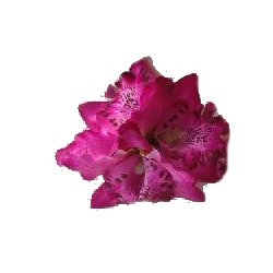 Hrblomst Hawaii Tema