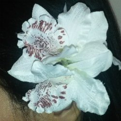 Hrblomst Hawaii Tema